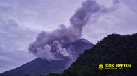 Awan panas guguran Gunung Merapi, Rabu (20/1/2021). (dok. BPPTKG)